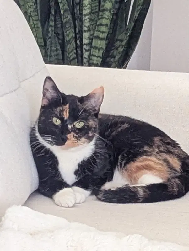 Calypso - Calico