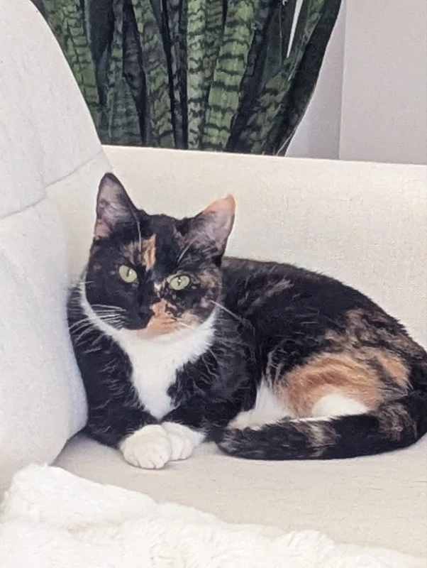 Calypso