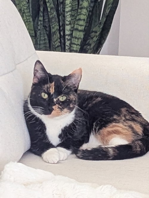 Calypso