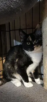 Calypso image 4