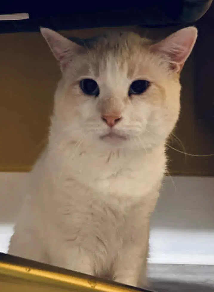 Kindle - Domestic Short Hair