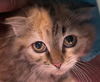 Juniper
