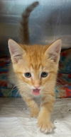 Archie