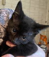 Blackie Chan