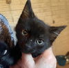 Catsanova