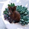 Catsanova