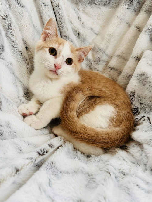Butters