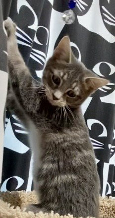 picture of the cat needing adoption