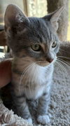 Ringo