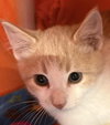Simon