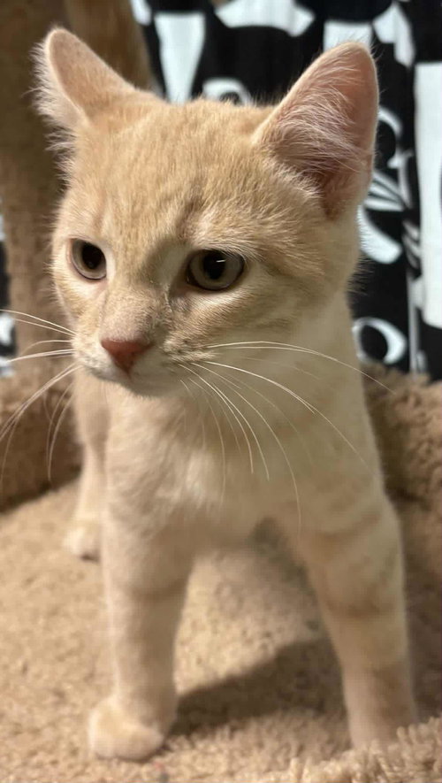 Cheeto