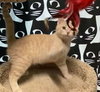 Cheeto