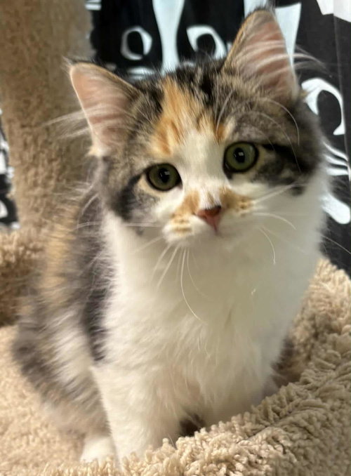 Perdita