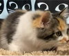 Perdita
