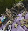 Stripe