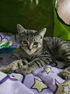 Stripe