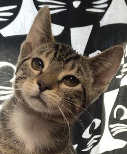 picture of the cat needing adoption