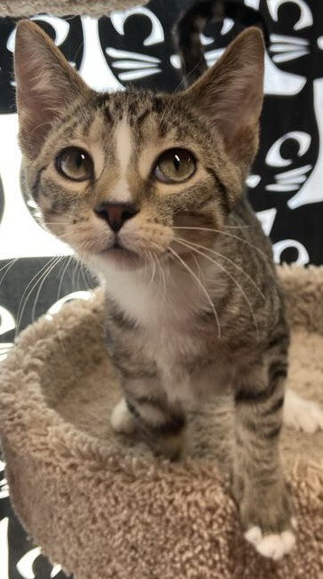 picture of the cat needing adoption