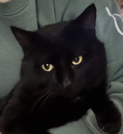 picture of the cat needing adoption
