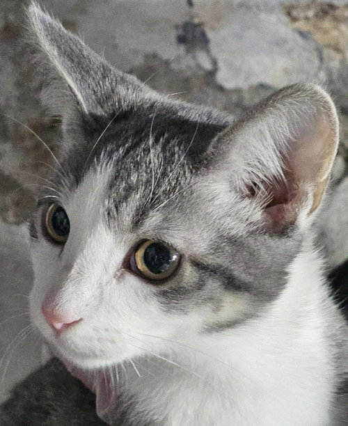 picture of the cat needing adoption