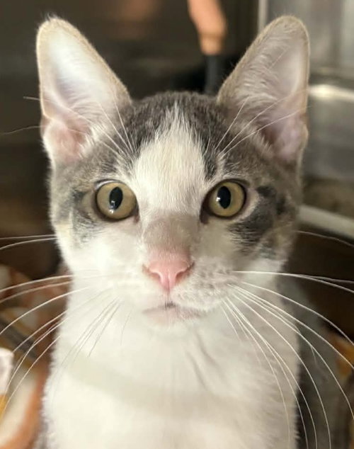 picture of the cat needing adoption