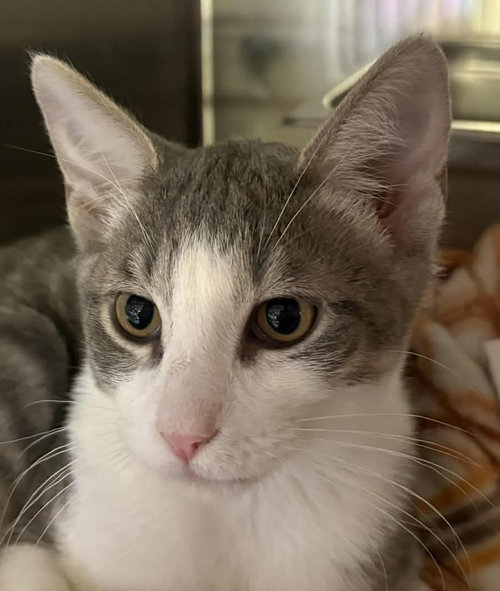 picture of the cat needing adoption