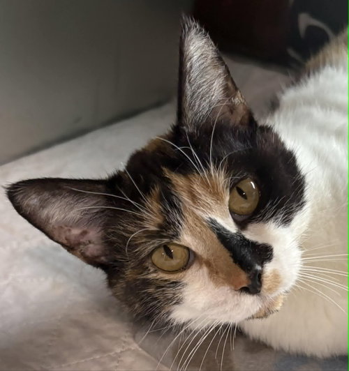 Jacee, an adoptable Domestic Short Hair in Dalzell, IL