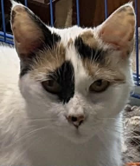 Teak, an adoptable Domestic Short Hair in Dalzell, IL