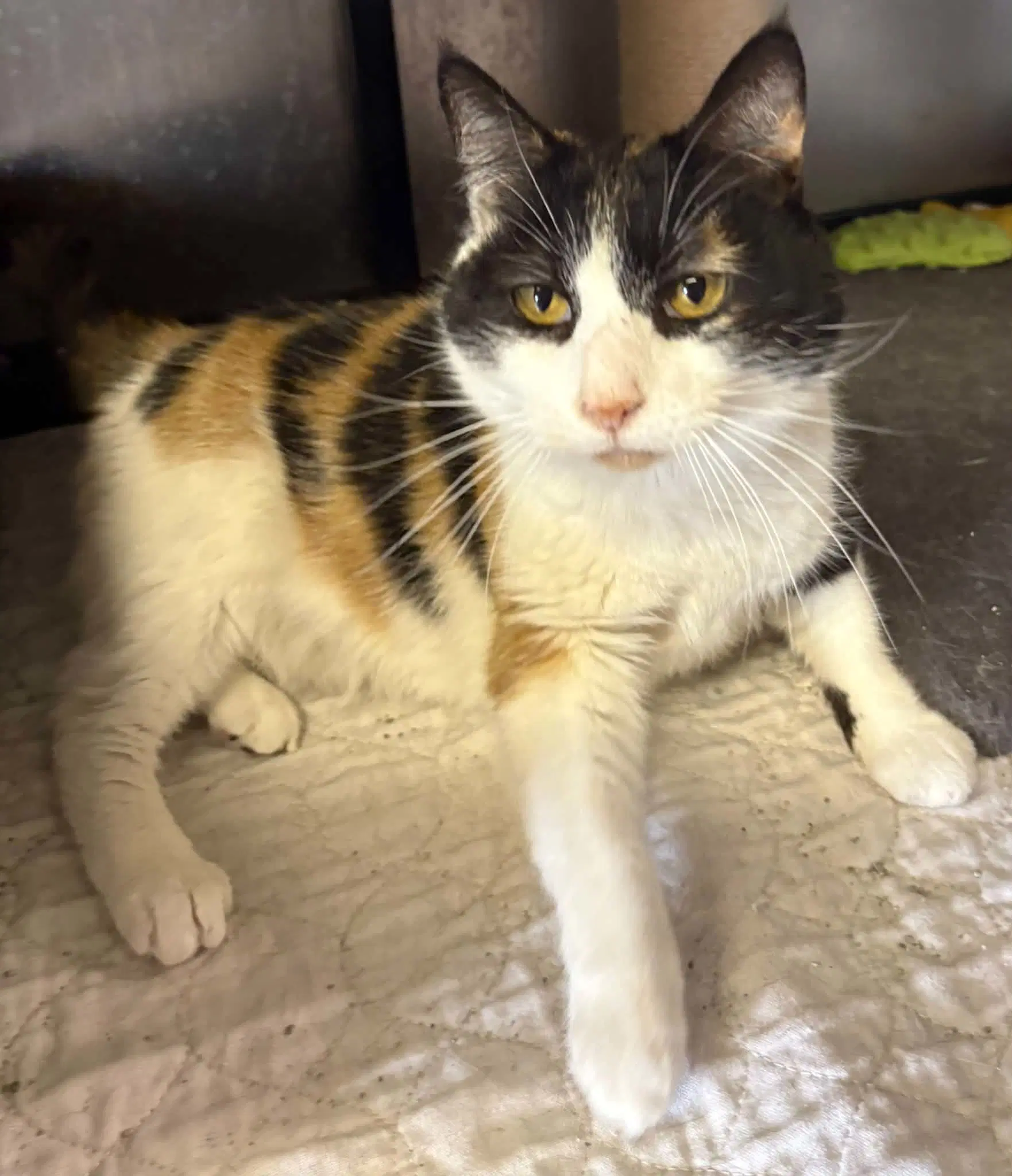Coral - Domestic Short Hair