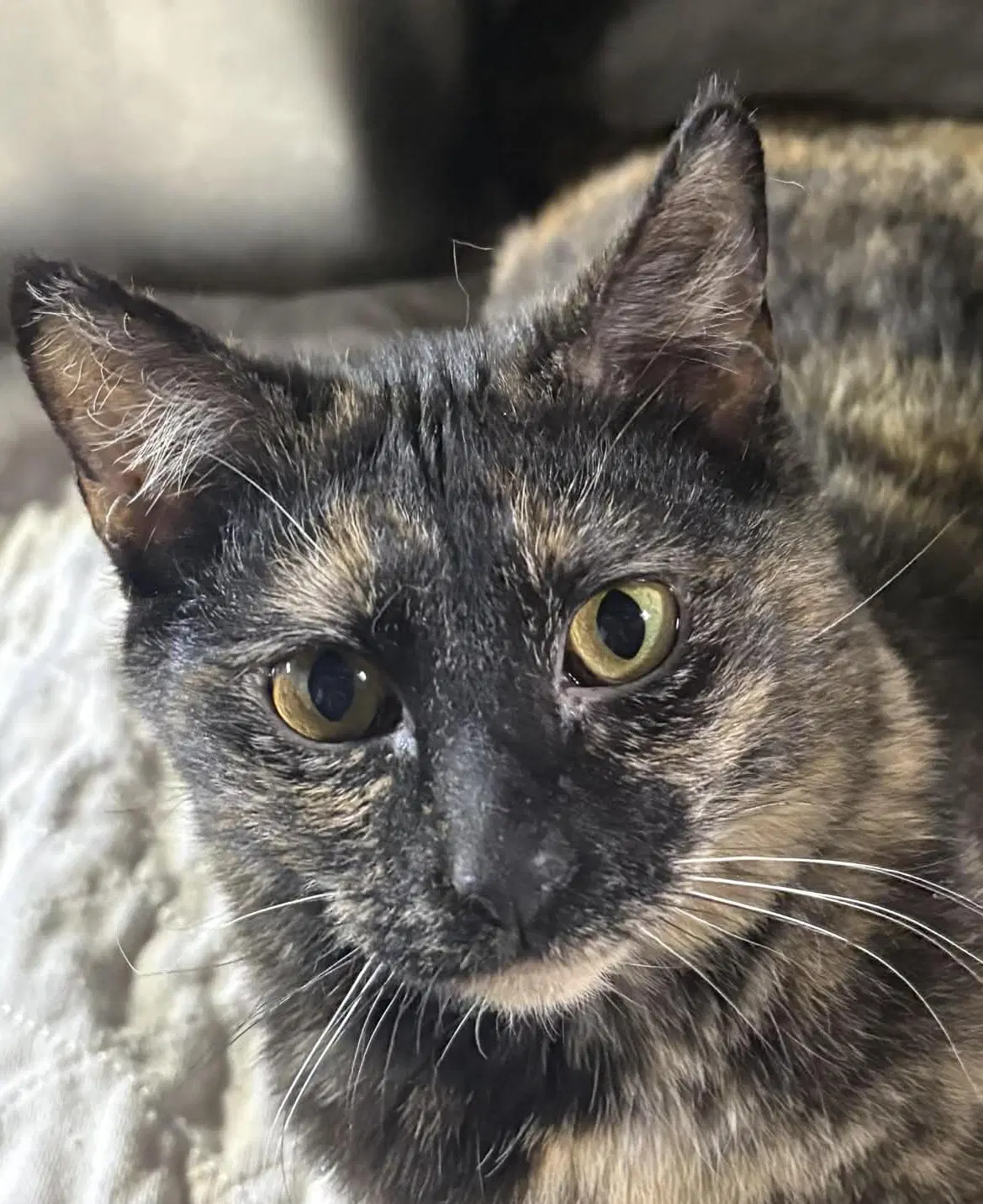 Clove - Domestic Short Hair