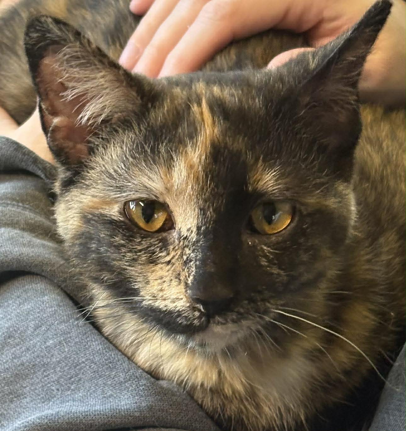 Sesame