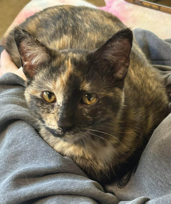 Sesame