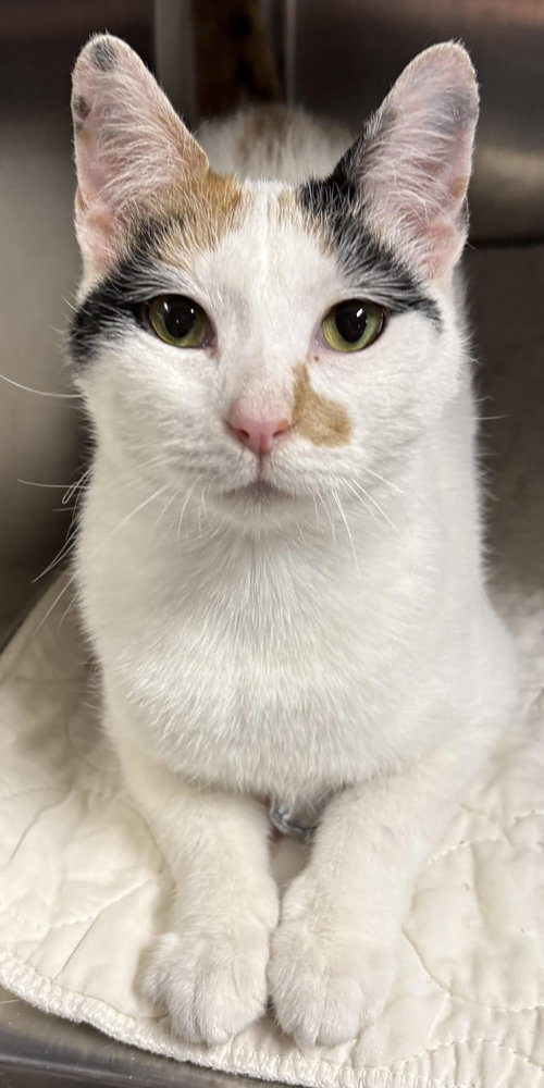 Morgan, an adoptable Domestic Short Hair in Dalzell, IL