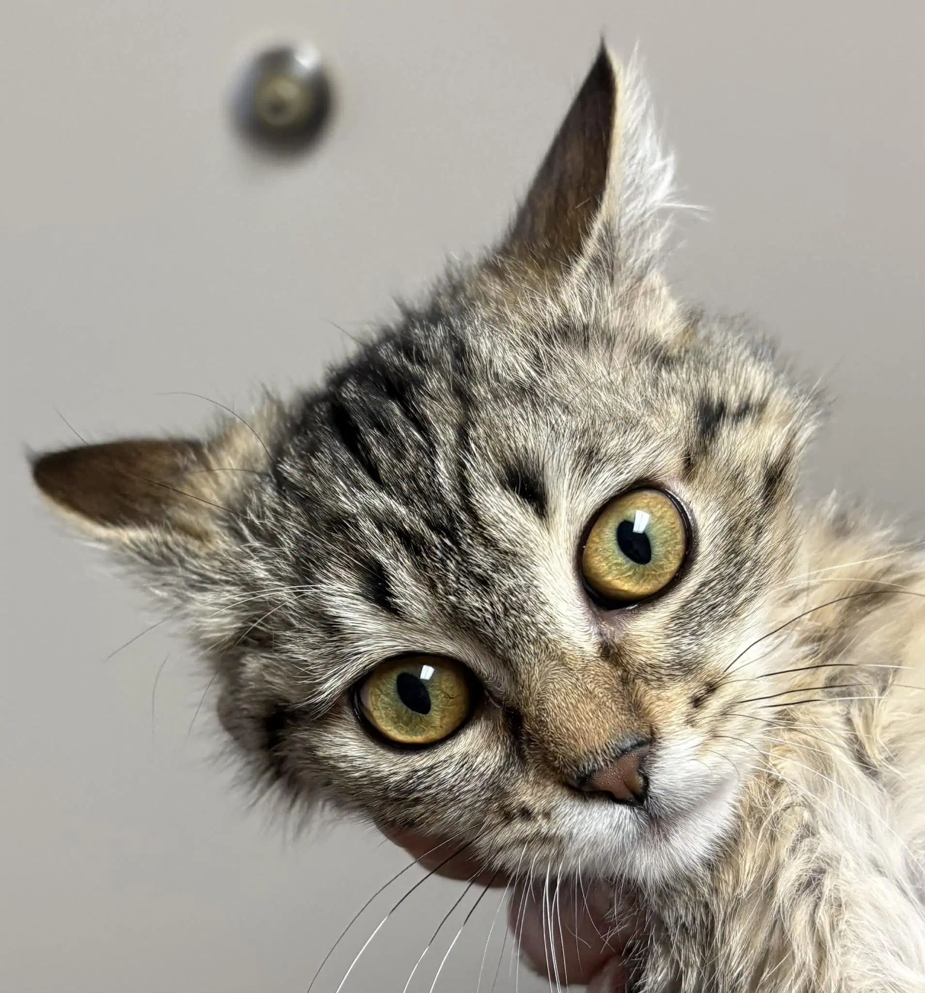 Pasta - Domestic Short Hair