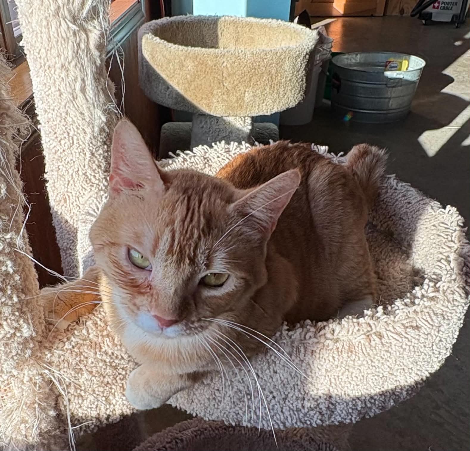 Chip - Domestic Short Hair