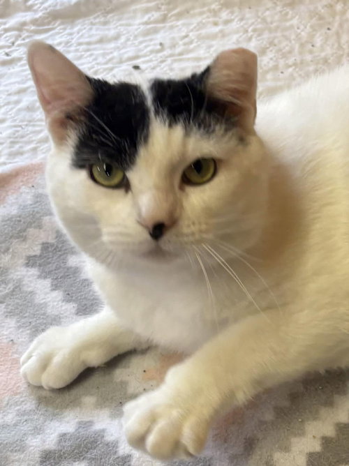 Vision, an adoptable Domestic Short Hair in Dalzell, IL