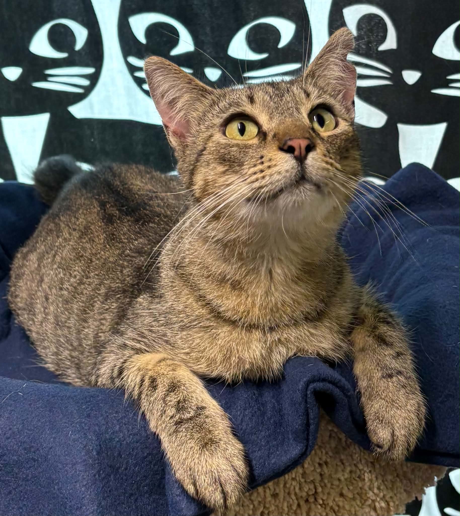 Tuna