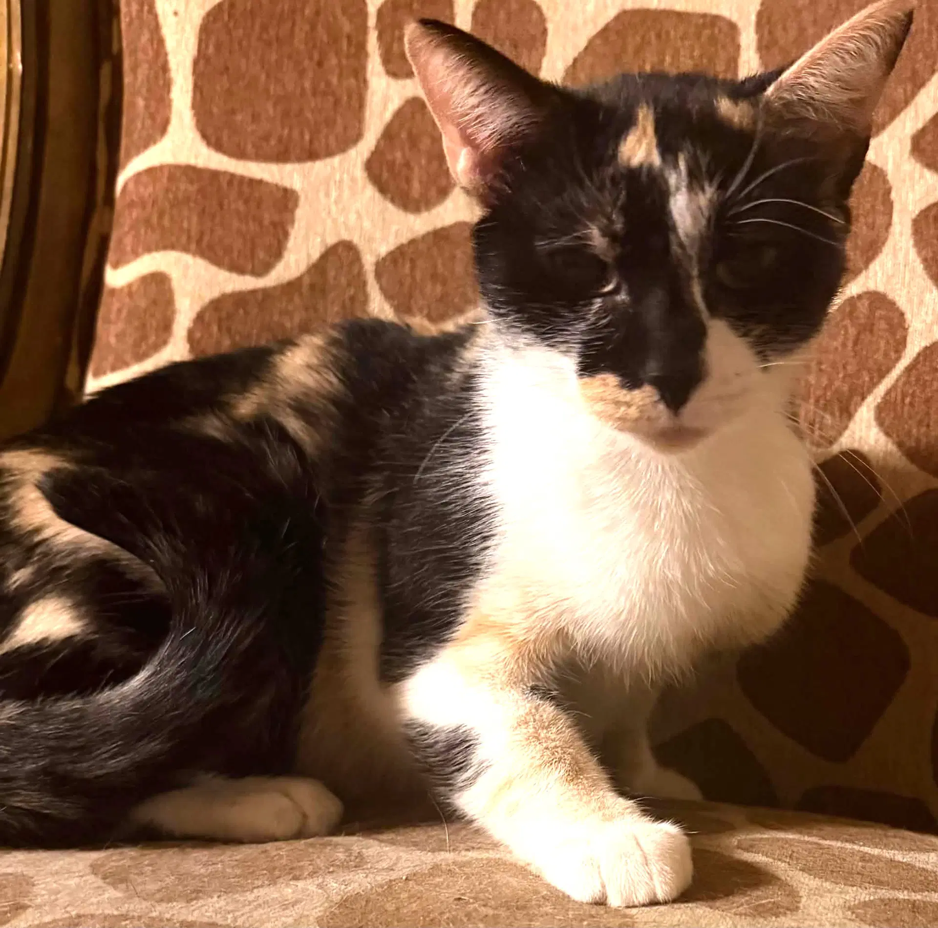 Reeses - Domestic Short Hair