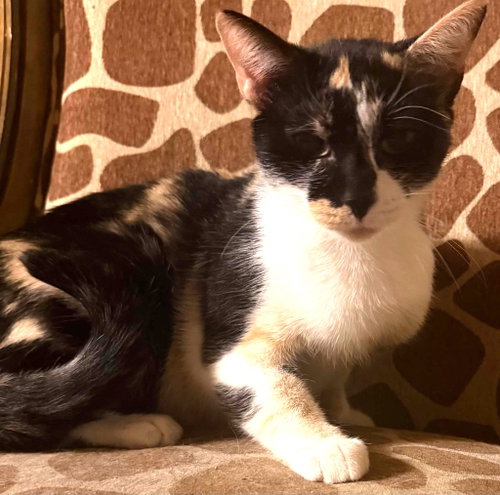 picture of the cat needing adoption