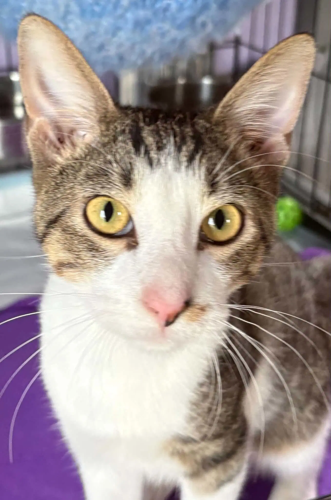 Milky Way - Domestic Short Hair