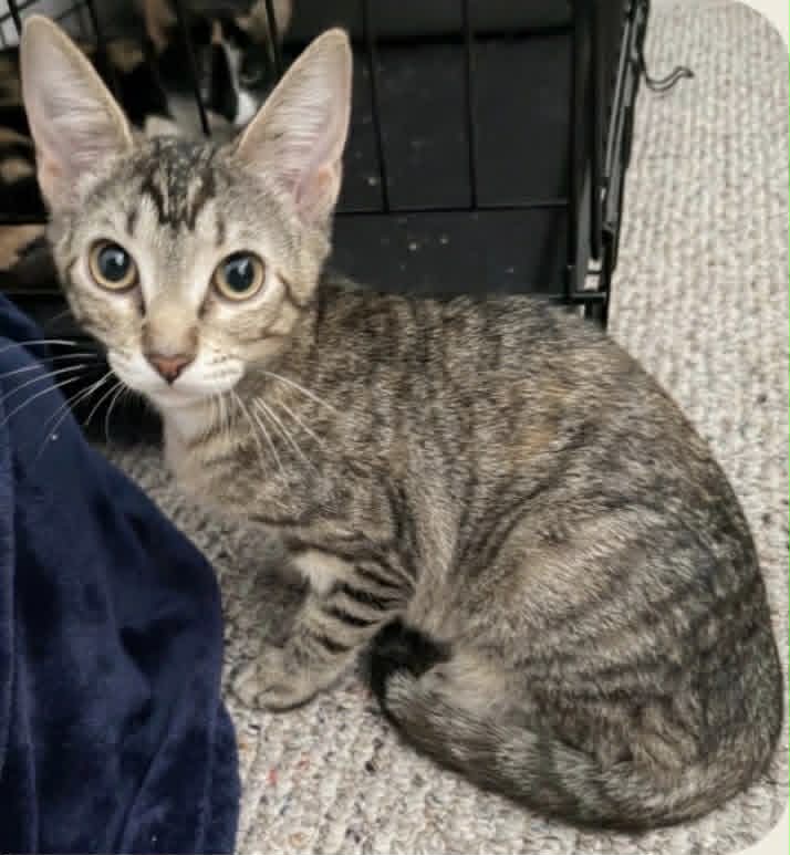 Kit Kat