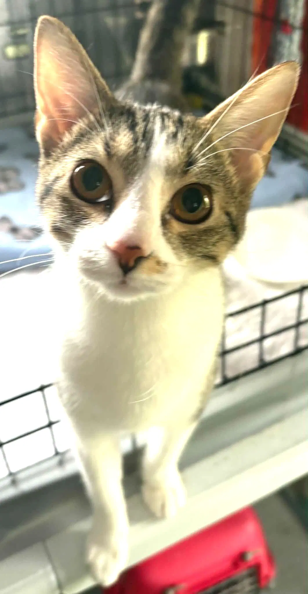 Twix - Domestic Short Hair