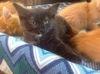 Lola
