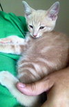 Cooper