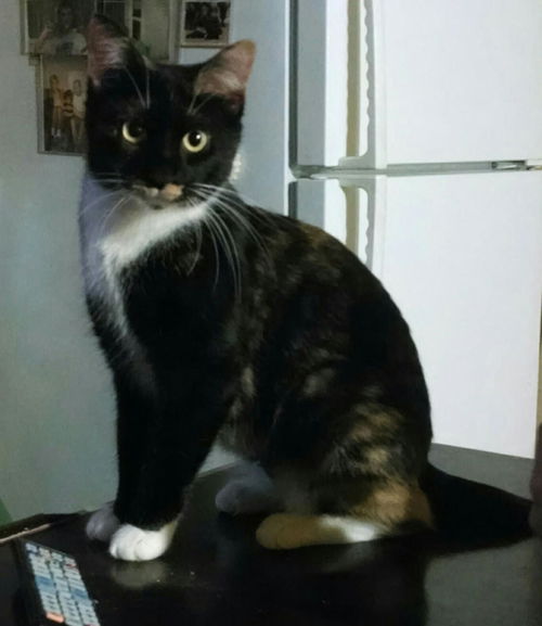 Kloie