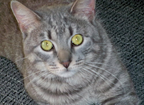 Conrad