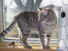 Conrad