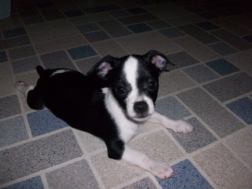 Brutus