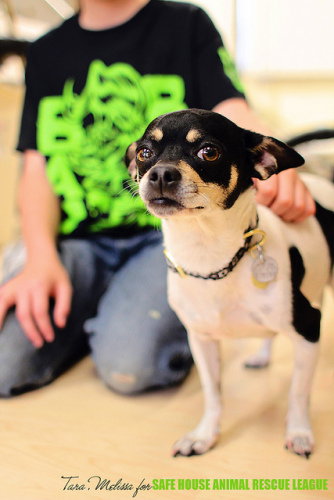 Aye Chihuahua