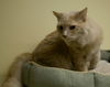 Finnigan